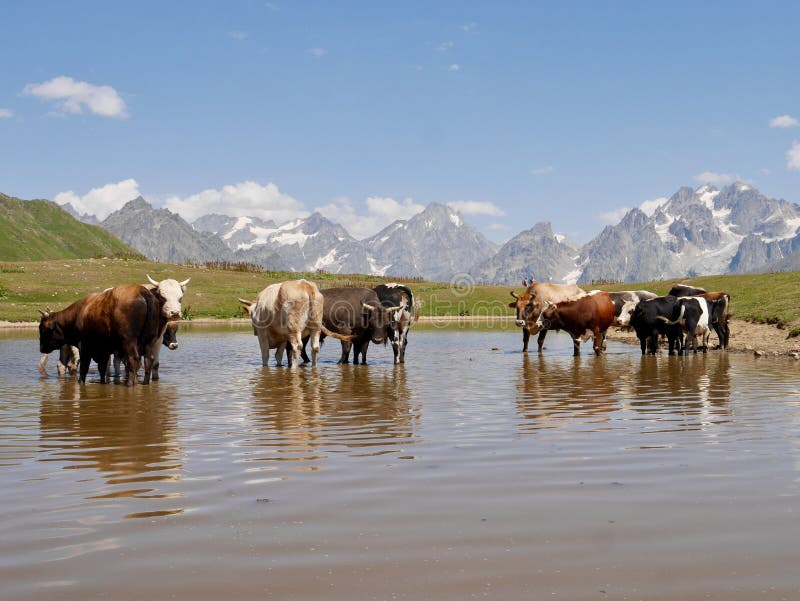 Cows In The Koruldi Lake Beautiful View Of Great Caucasus Mountains