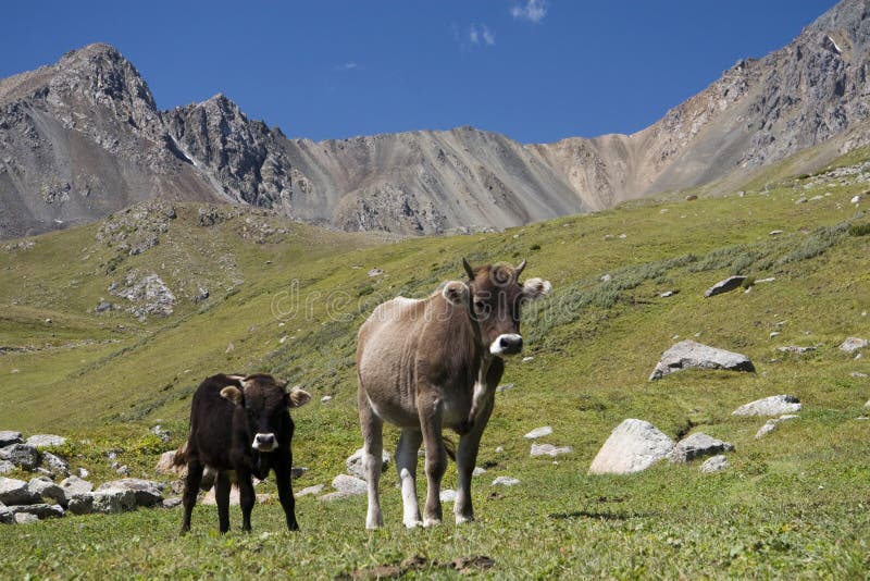 Cows in Kyrgyzstan