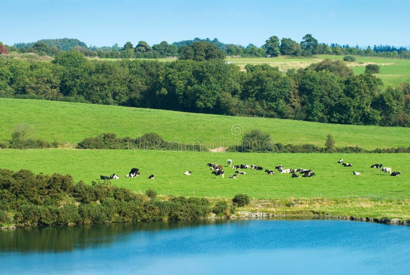 Cows and Lake stock photo. Image of farm, autumn, trees 6485996