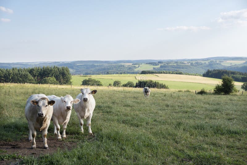 Cows in summer landscape between La Roche and Houffalize in the belgian Ardennes