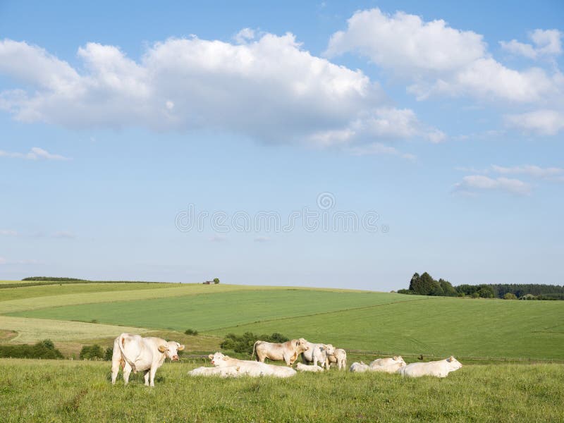 Cows in summer landscape between La Roche and Houffalize in the belgian Ardennes