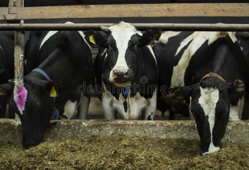 Cows on a Livestock Farm. Cash Cows in the Cowshed Stall on the Farm
