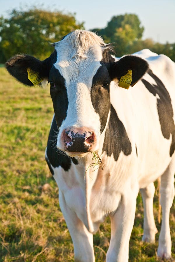 Cows at the meadow