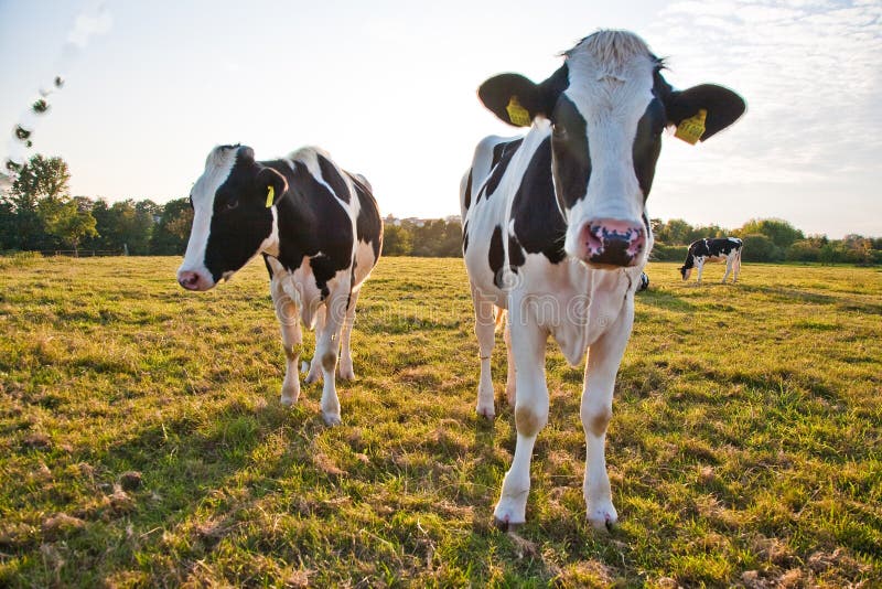 Cows at the meadow