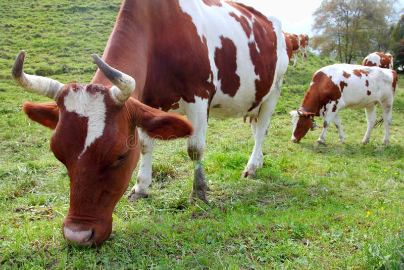 Cows on a meadow