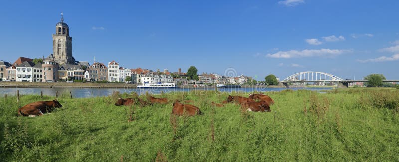 Cows in meadow