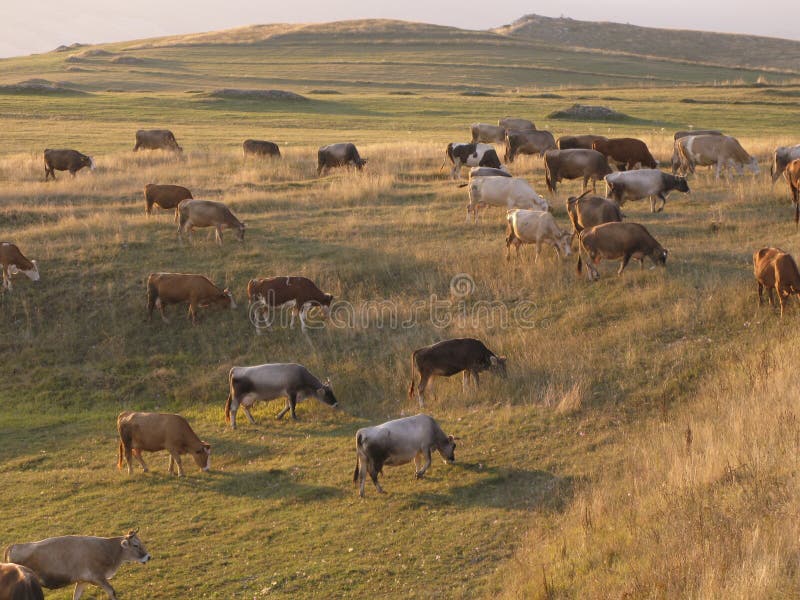 Cows on a meadow landscape royalty free stock photography