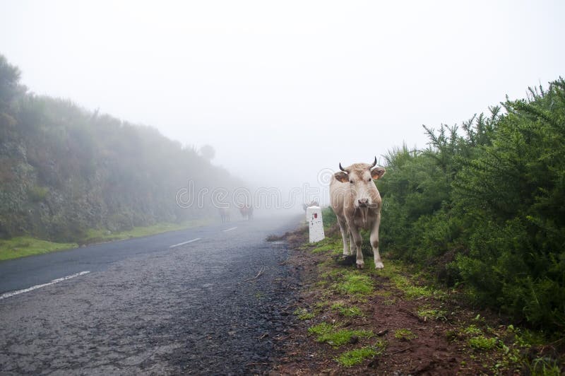 Cows on misty road