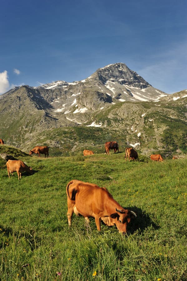 Cows in mountain