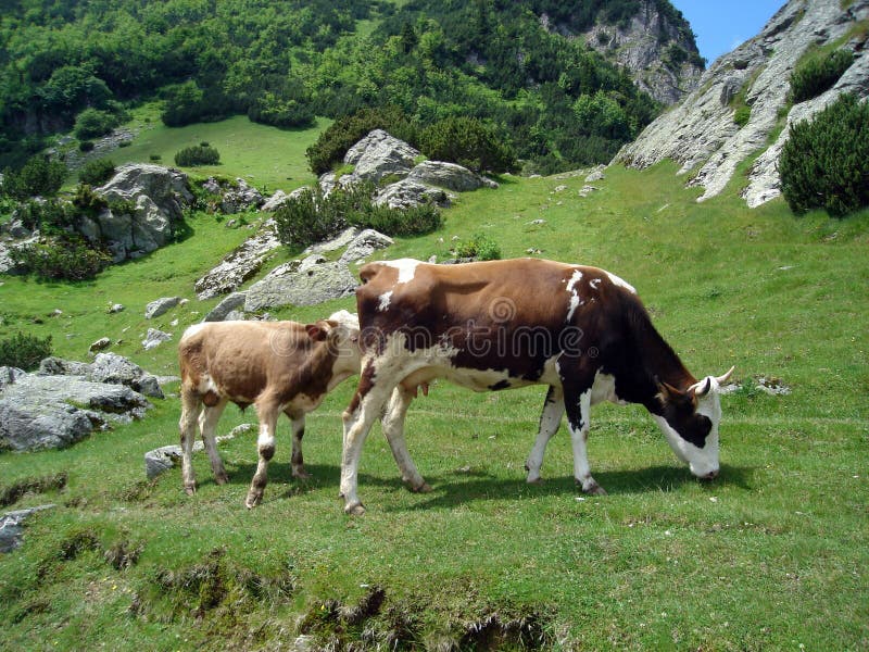 Cows in mountain