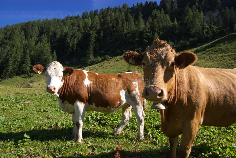 Cows in mountain meadow