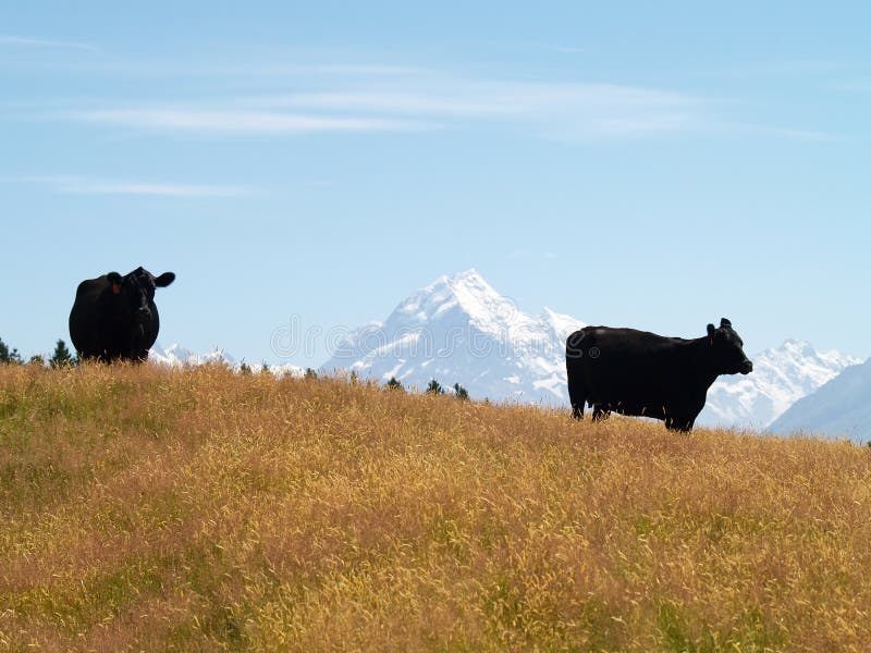 Cows with Mt Cook / Aoraki