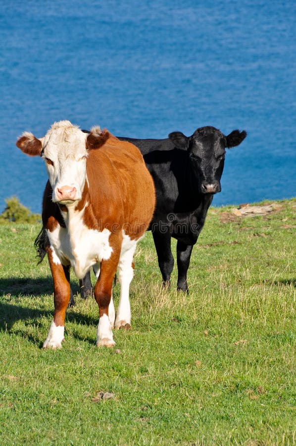 Cows near a lake stock image. Image of pair, country 24153273