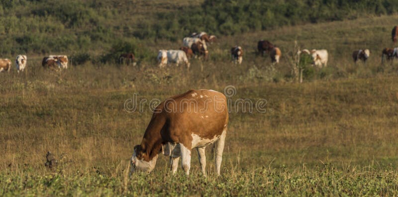 Cows near Likavka village in summer morning