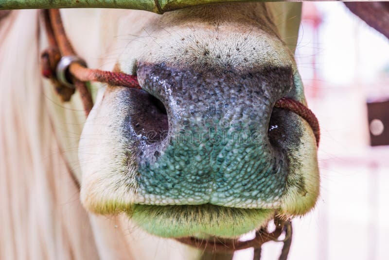 Cows nose ring with a rope.