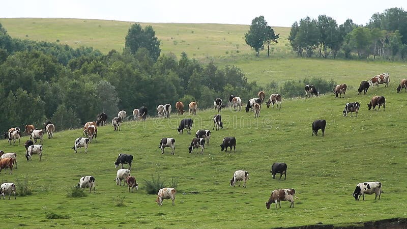 The Cows and Oxens.