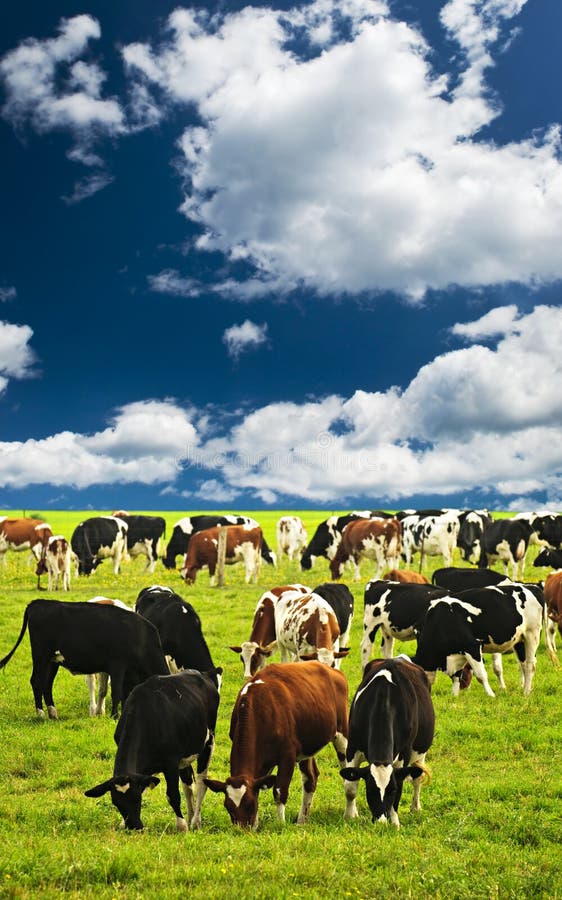 Cows in pasture royalty free stock photo Cows in pasture royalty free stock photo
