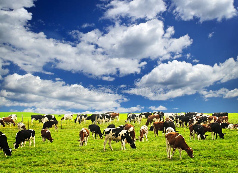 Cows in pasture