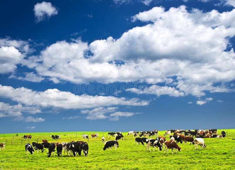 Cows in pasture