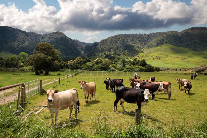 Cows on pasture