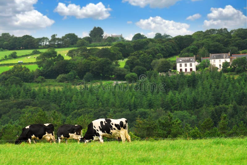 Cows in a pasture