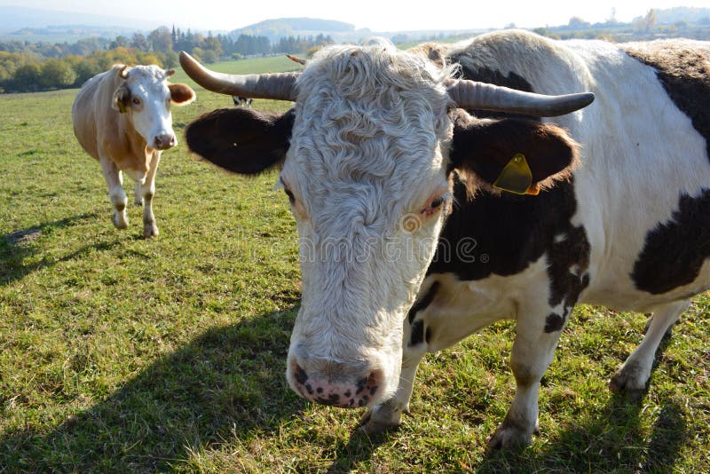 Kravy na pastvine