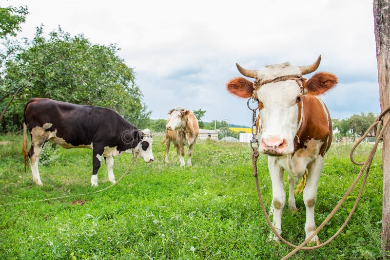 Cows in pasture on farm. A herd of brown and white cows on a pasture. Dairy cow at countryside. royalty free stock photos Cows in pasture on farm. A herd of brown and white cows on a pasture. Dairy cow at countryside. royalty free stock photos