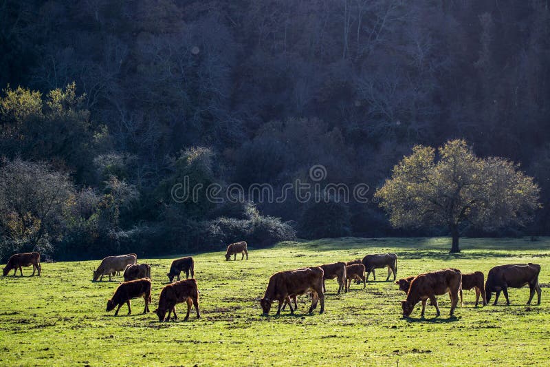 Cows in a pasture by a sunny autumn morning. Italy, Lazio region.