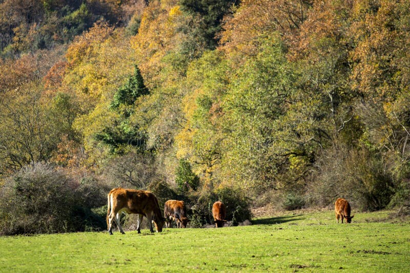 Cows in a pasture by a sunny autumn morning. Italy, Lazio region.