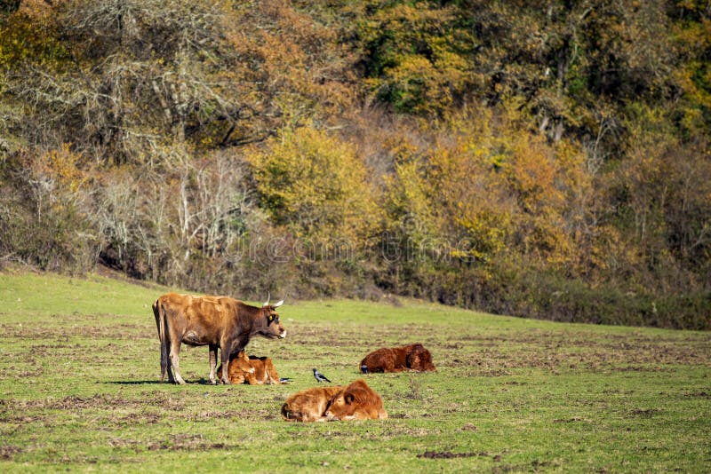 Cows in a pasture by a sunny autumn morning. Italy, Lazio region.