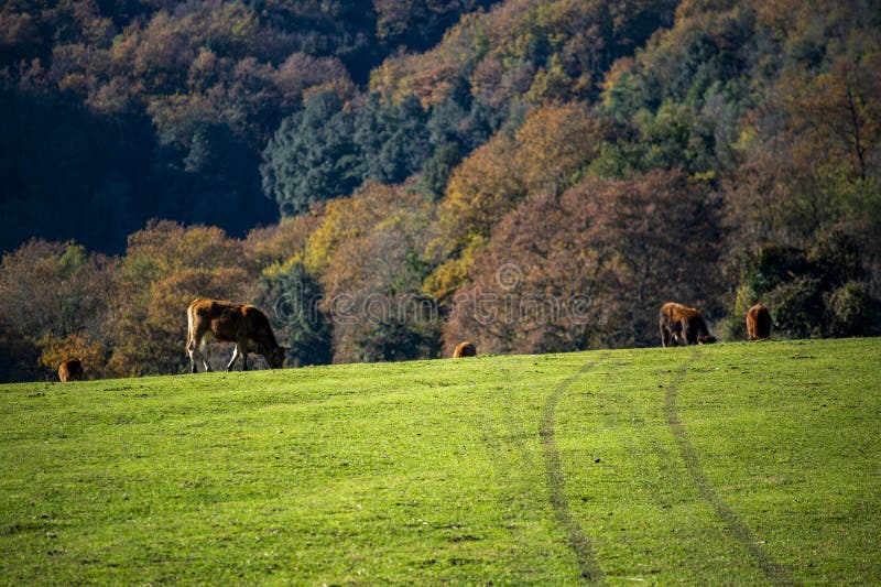 Cows in a pasture by a sunny autumn morning. Italy, Lazio region.