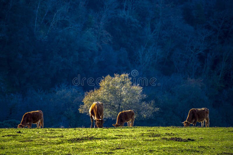 Cows in a pasture by a sunny autumn morning. Italy, Lazio region.