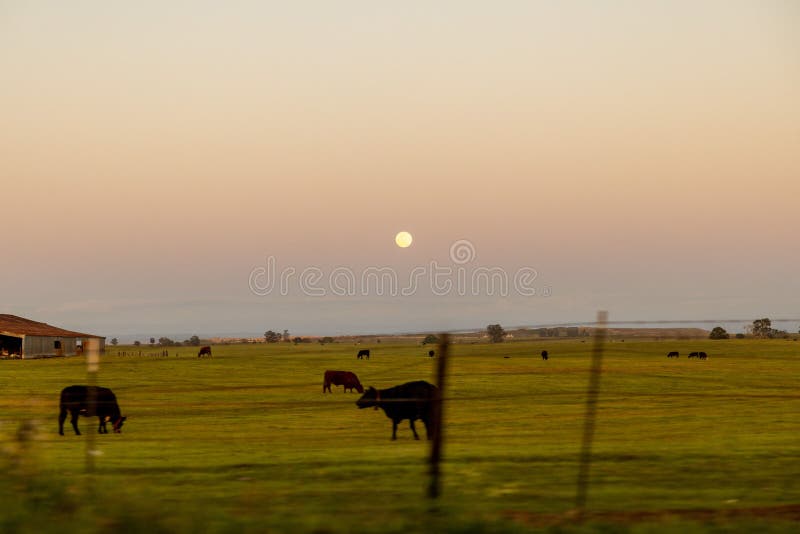 The Pastvre  MooCovv's pasture