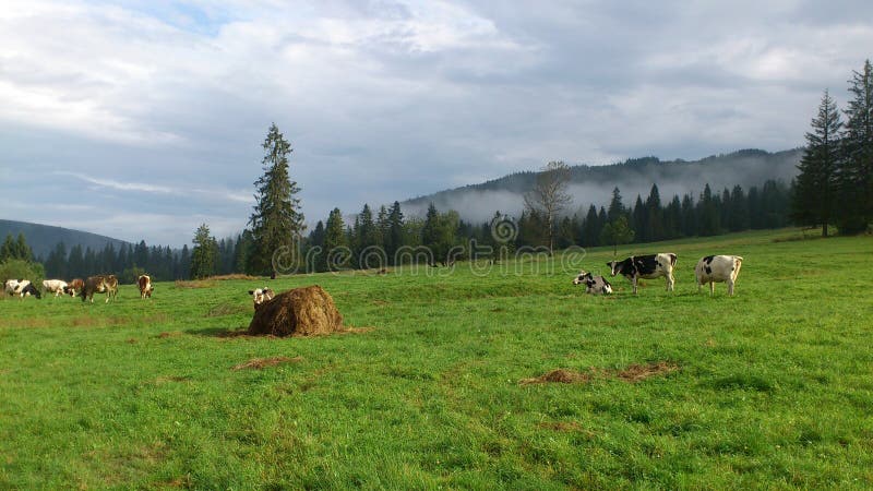 Cows on pasture in Western Tatras Mountains