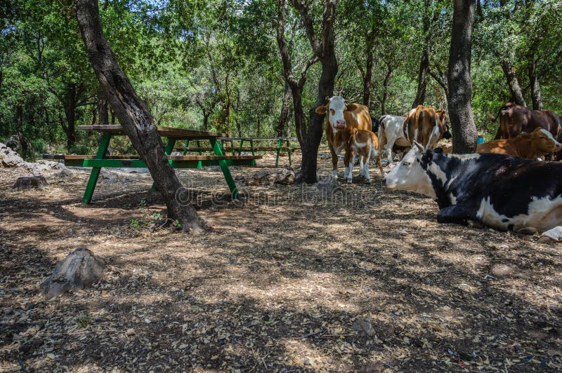 Cows in picnic site royalty free stock images Cows in picnic site royalty free stock images
