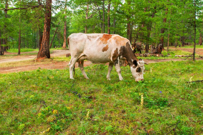 Cows in pine forest stock image. Image of animals, real 37967745
