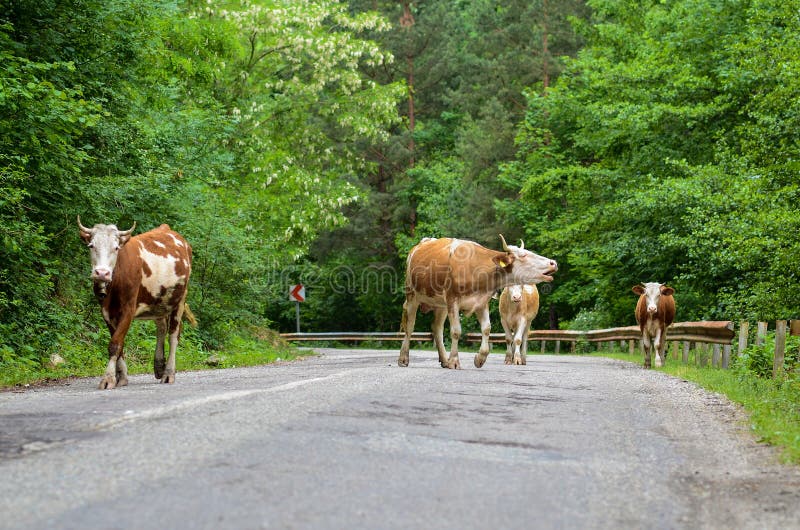 Cows on the road