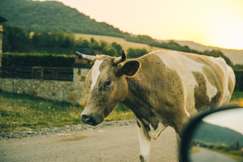 Cows on the road on sunset