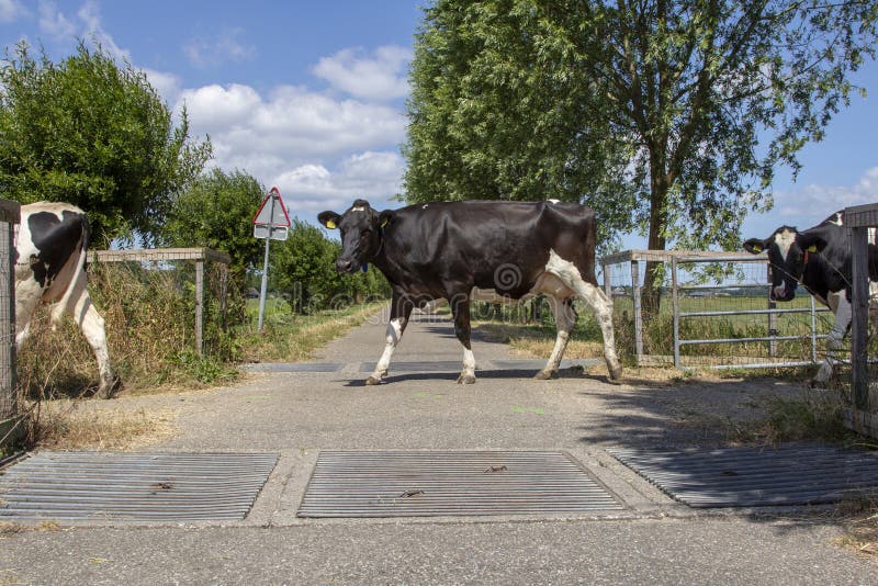 Cows in a row passing cattle grids.