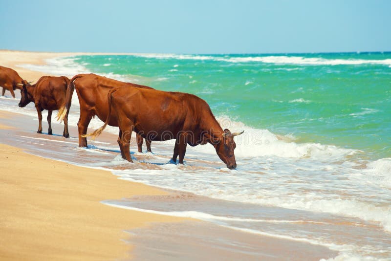Cows by the sea stock image. Image of crimea, bath, blue 39184025
