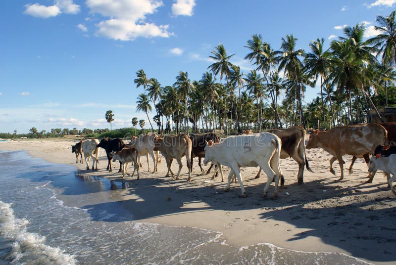 Cows on the sea shore