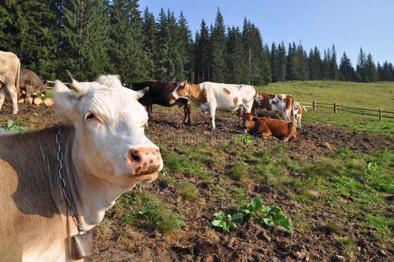 Cows in a shelter.