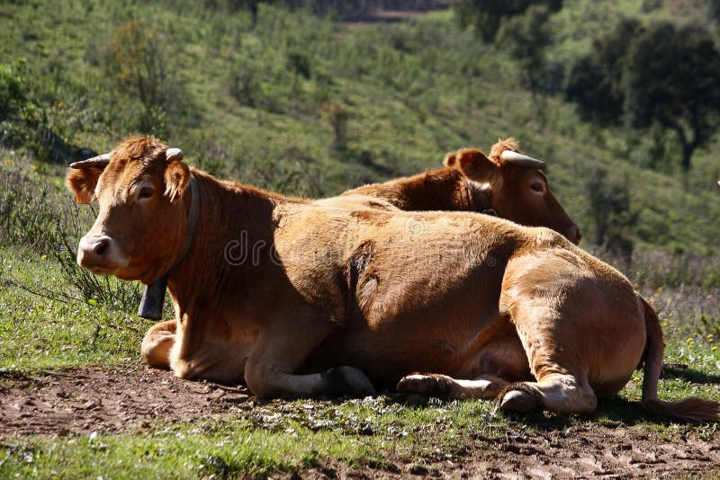 Cows sitting of the grass