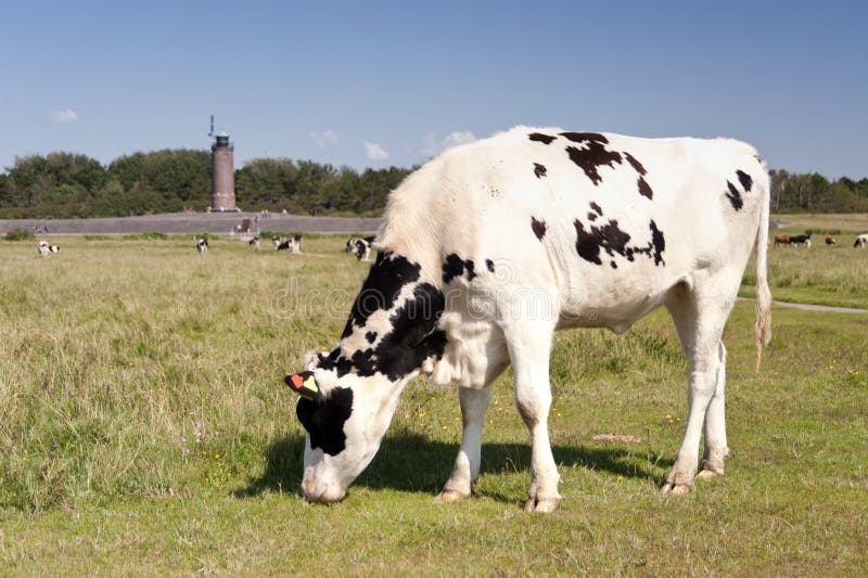 Cows in St. Peter-Ording