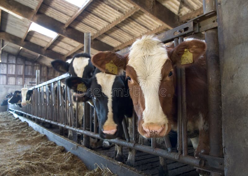 Vacche da latte in stalla in una fattoria, con la profondità di campo.