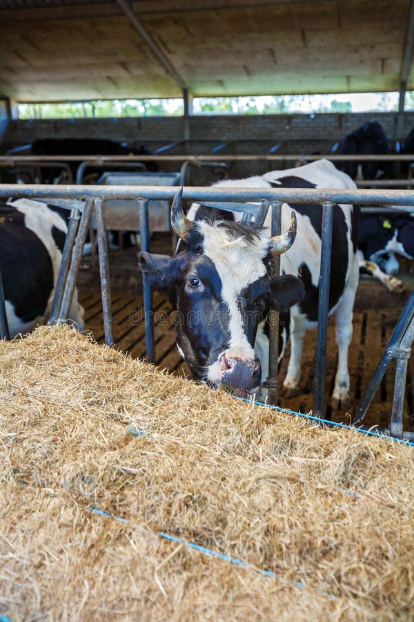 Cows at Stable, Traditional Holland Farm Stock Photo - Image of white ...