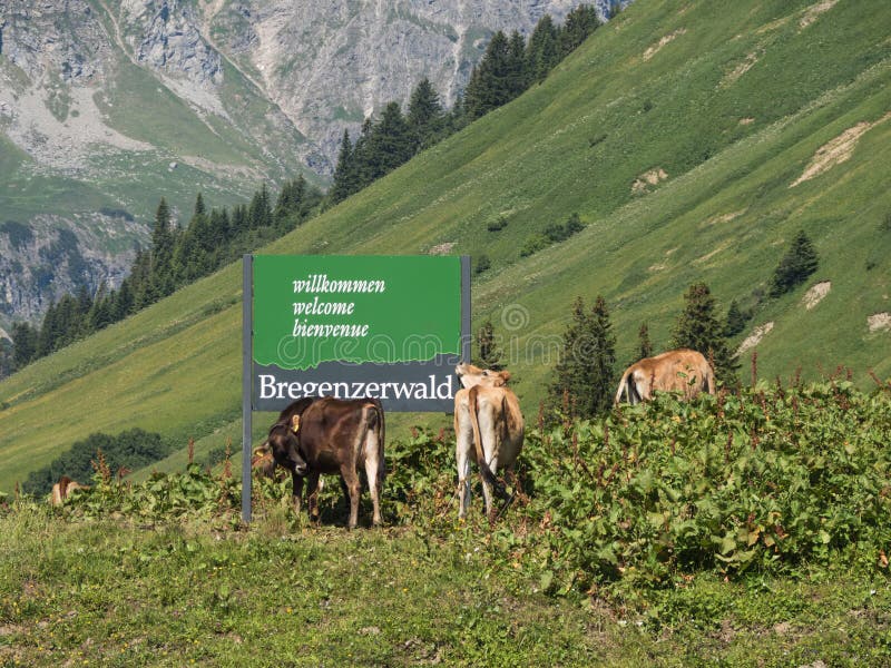 Cows standing around the Bregenzwald sign