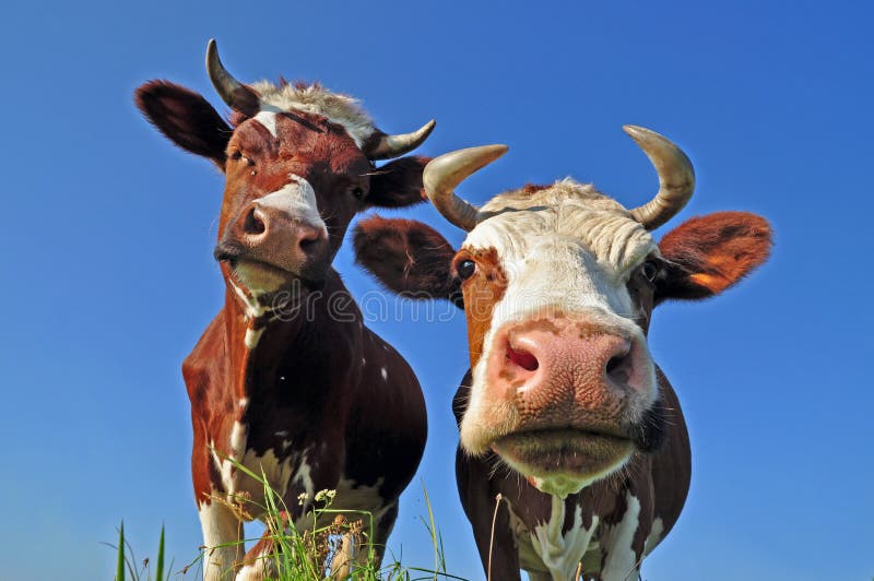 Cows on a summer pasture.