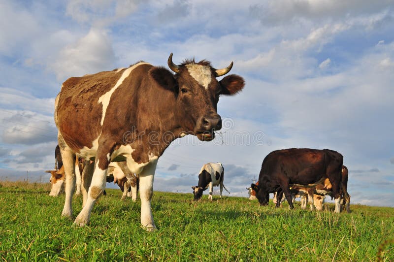 Cows on a summer pasture.