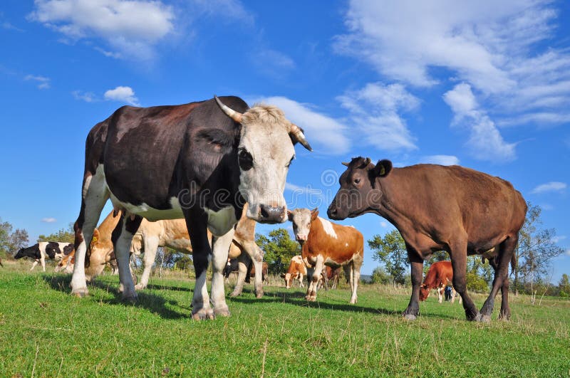 Cows on a summer pasture